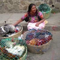 14 MARCHANDE DE VOLAILLES GUATEMALA