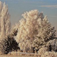 22 GIVRE féérique