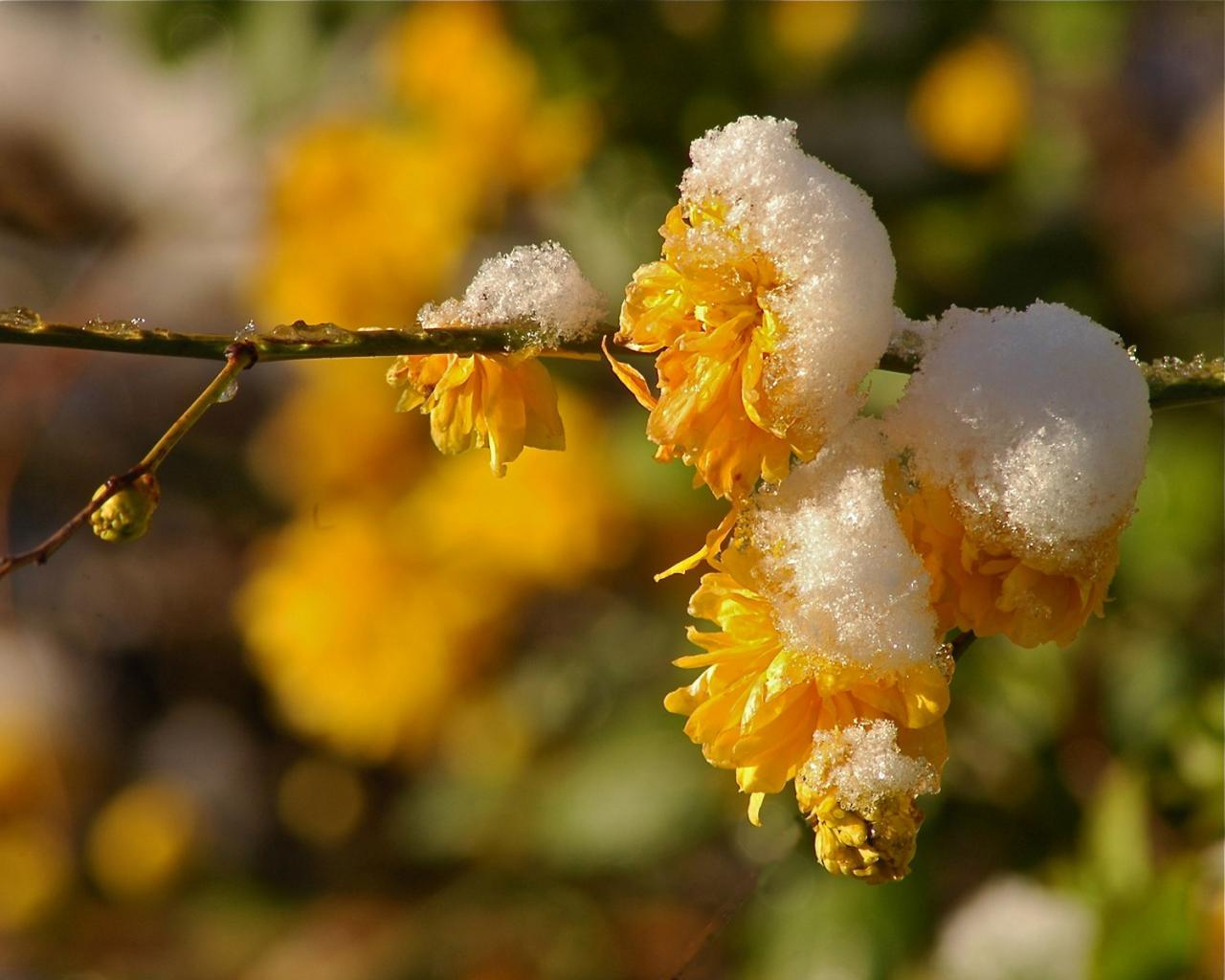 23 Neige de Mars