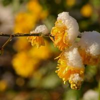 23 Neige de Mars