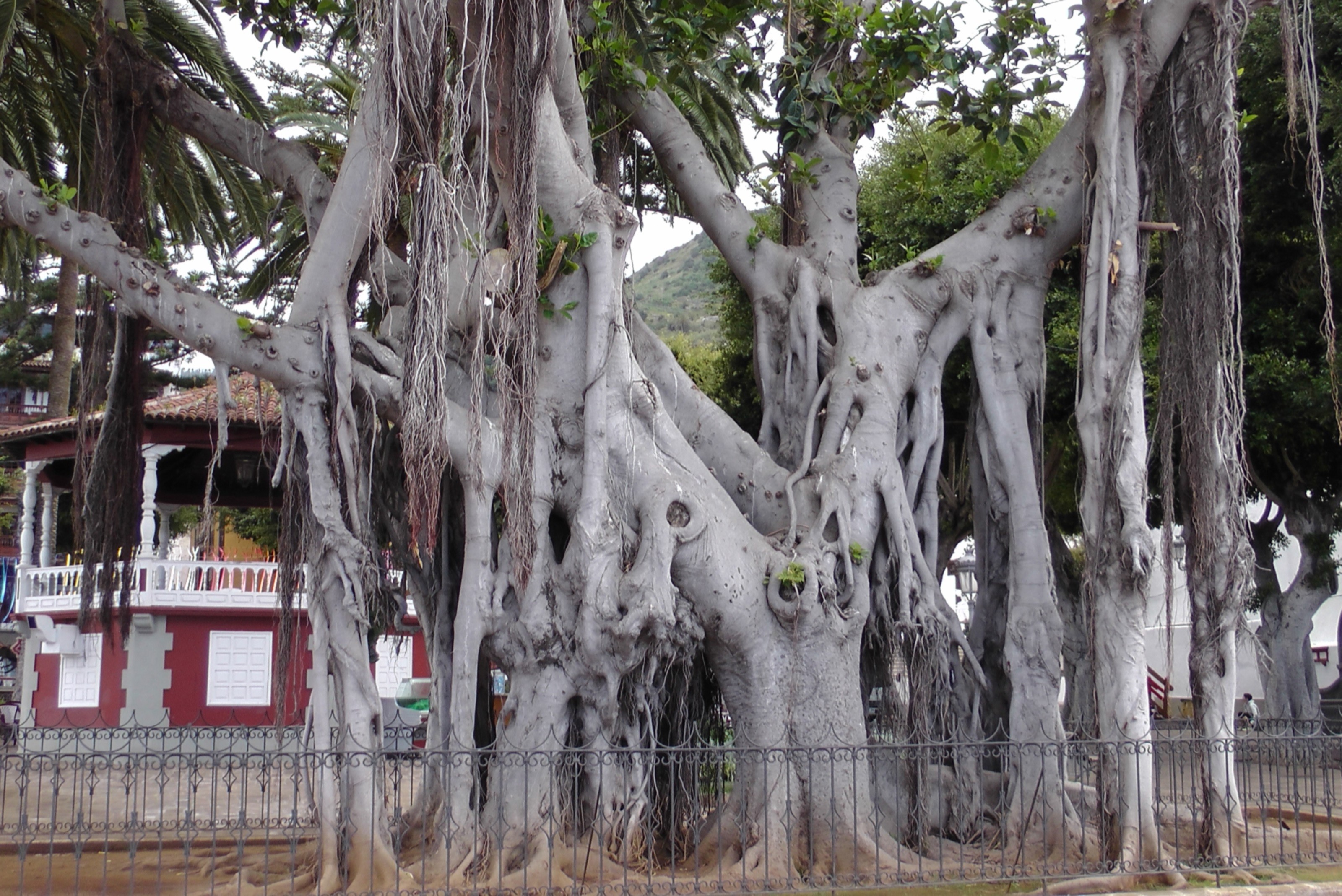 Ficus socotrana 1