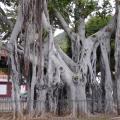 Ficus socotrana 1