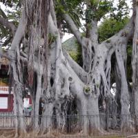 Ficus socotrana 1