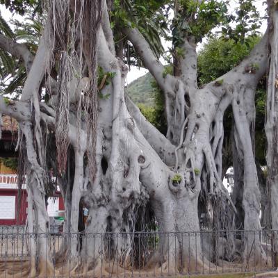 Ficus socotrana 1