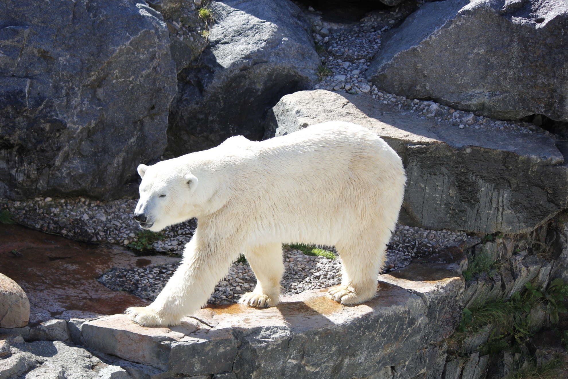 Ours blanc canada 