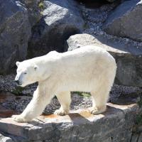 Ours blanc canada 