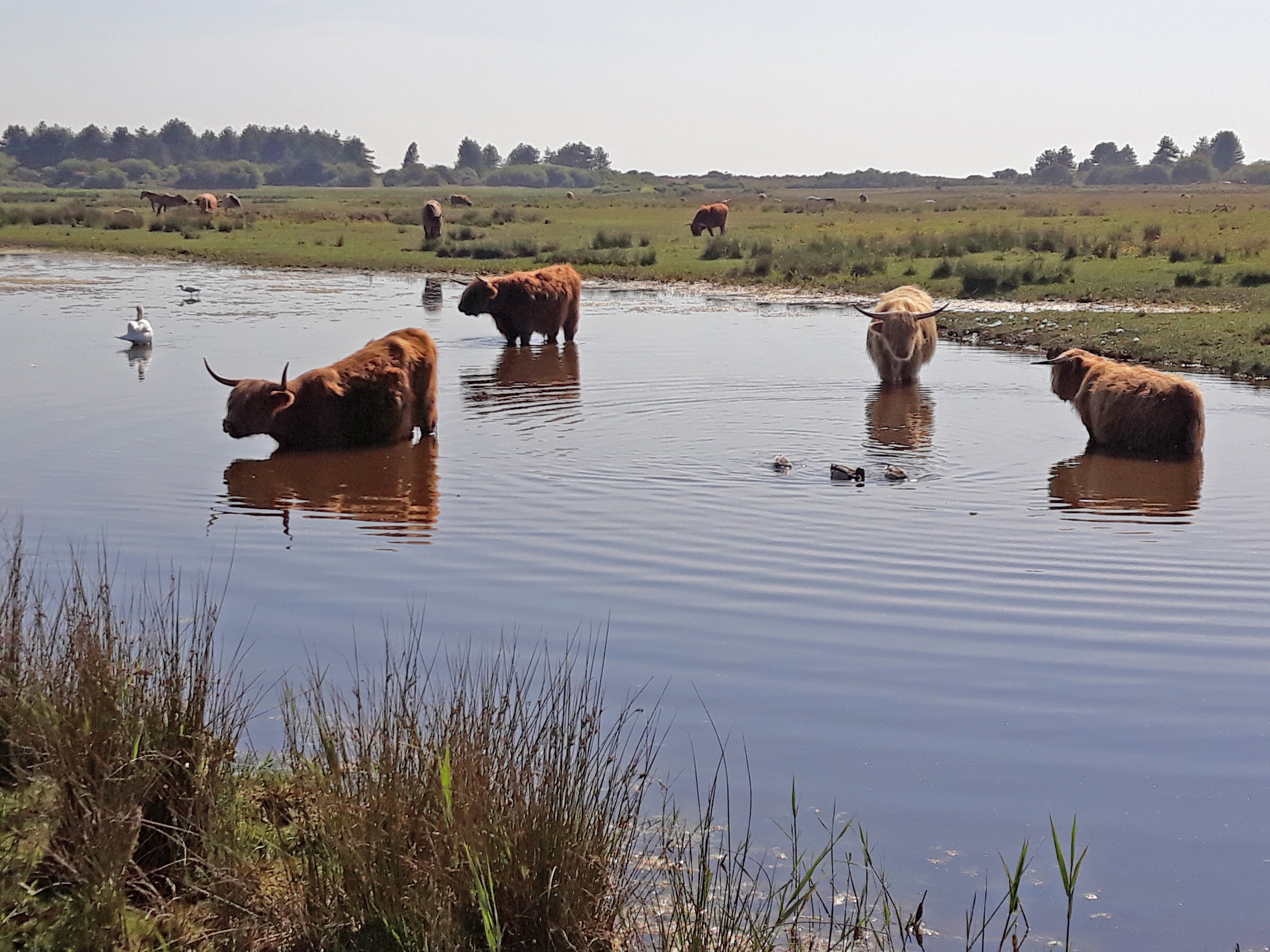 Vaches écossaises higland