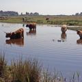 Vaches écossaises higland