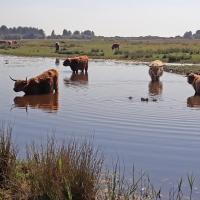 Vaches écossaises higland