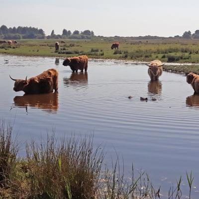 Vaches écossaises higland